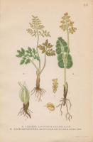 L&aring;sgr&auml;s; BOTRYCHIUM VULGARE (L.) SW. L&aring;gbladsl&aring;sgr&auml;s; BOTRYCHIUM MATRICARI? (SCHR.) SPR. 