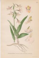 KÄRRKNIPPROT, helleborine palustris schrank.