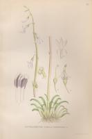 NOTBLOMSTER