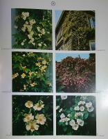 The Dictionary of Roses in colour