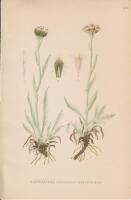 LAPPKATTFOT, antennaria carpatica r. br.