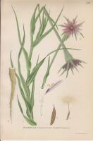 HAVERROT, tragopogon porrifolius l