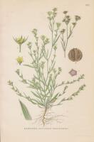 DV&Auml;RGLIN, RADIOLA linoides FYRLING, TILLEAA AQUATICA