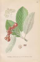 VITOXEL, SORBUS ARIA (L.) CR. VAR. RUPICOLA