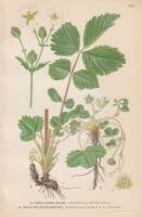 TROLLSMULTRON, potentilla rupestris l. SMULTRONFINGER&Ouml;RT, potentilla sterilis (L.) garcke.