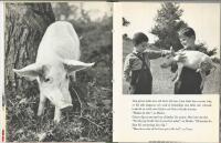 Marko bor i Jugoslavien