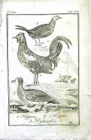 NATURAL-HISTORIA Sammandrag f&ouml;r Ungdom Del I & II samt Del III & IV i 2st band