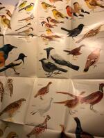 Svenska f&aring;glar 100 f&aring;gelbeskrivningar med fotografier och f&auml;rgbilder