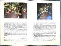 BLOMMOR I SOLIGA L&Auml;NDER 