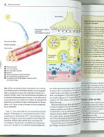 M&Auml;NNISKOKROPPEN &ndash;  Fysiologi och anatomi