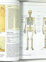 M&Auml;NNISKOKROPPEN &ndash;  Fysiologi och anatomi