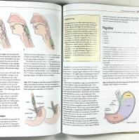 M&Auml;NNISKOKROPPEN &ndash;  Fysiologi och anatomi