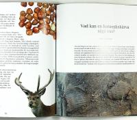 GLIMTAR FR&Aring;N G&Aring;NGNA TIDER