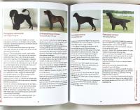 V&Auml;LJ R&Auml;TT HUND &ndash; En handbok f&ouml;r alla hund&auml;gare