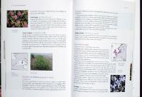 Gardening with HARDY HEATHERS