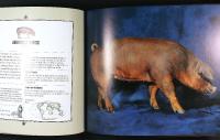 BEAUTIFUL PIGS &ndash; Portraits of Fine Breeds