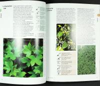 ARCHITECTURAL PLANTS &ndash; What to Grow and How to Grow It