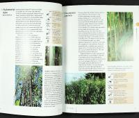 ARCHITECTURAL PLANTS &ndash; What to Grow and How to Grow It