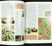 ARCHITECTURAL PLANTS &ndash; What to Grow and How to Grow It