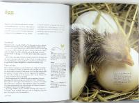 H&Ouml;NS &ndash; raser, sk&ouml;tsel, uppf&ouml;dning