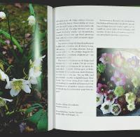 PERENNER &ndash; De 125 b&auml;sta sorterna fr&aring;n A&ndash;&Ouml; &ndash;&ndash; L&auml;ttodlade &bull; Doftande &bull; R&aring;djurss&auml;kra &bull; Klassiker och nyheter