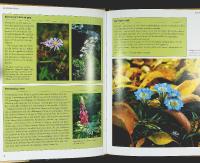 PERENNER I TR&Auml;DG&Aring;RDEN &ndash; V&auml;xtval &bull; Komposition &bull; Praktiska tips