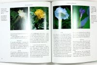 &Auml;NGLATRUMPETER och spikklubbor