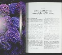 HYDRANGEAS &ndash; [Hortensior]