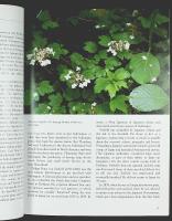 HYDRANGEAS &ndash; [Hortensior]