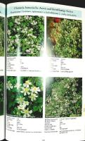 UNSERE CLEMATIS &ndash; F.M. Westphal