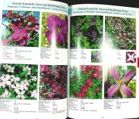 UNSERE CLEMATIS &ndash; F.M. Westphal
