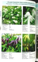 UNSERE CLEMATIS &ndash; F.M. Westphal