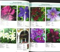 UNSERE CLEMATIS &ndash; F.M. Westphal