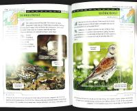 IDENTIFIERA F&Aring;GLAR &ndash; 160 arter i norra Europa