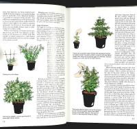 FUCHSIAS &ndash; A Colour Guide &ndash; 