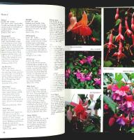 FUCHSIAS &ndash; A Colour Guide &ndash; 