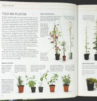 Prismas stora bok om DEN LILLA TR&Auml;DG&Aring;RDEN