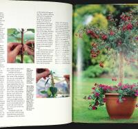 FUCHSIA &ndash;&nbsp;a Hamlyn Care Manual