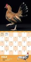 EXTRAORDINARY CHICKENS &ndash; 2021 Wall Calendar