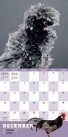 EXTRAORDINARY CHICKENS &ndash; 2021 Wall Calendar