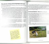 LUGN OCH FOKUSERAD HUND 