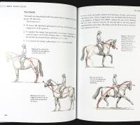 Making The YOUNG HORSE The Rational Way