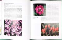 VILDROSOR och besl&auml;ktade hybrider