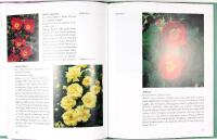 VILDROSOR och besl&auml;ktade hybrider