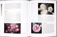 VILDROSOR och besl&auml;ktade hybrider