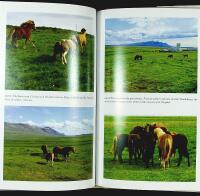 WILD HORSES OF THE SUMMER SUN &ndash; A Memoir of Iceland
