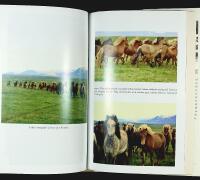 WILD HORSES OF THE SUMMER SUN &ndash; A Memoir of Iceland