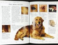 HUNDEN &ndash; SK&Ouml;TSEL OCH V&Aring;RD