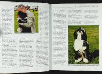 SHIH TZU &ndash; Best of Breed