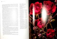 KVINNORNA I ROSENTR&Auml;DG&Aring;RDEN &ndash; Historierna, romantiken och &auml;ventyren bakom rosorna